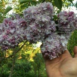 Сирень Мишель Бюхнер (Syringa vulgaris Michel Buchner) ФОТО Питомник растений Природа (Priroda) (16)