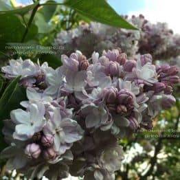 Бузок Мішель Бюхнер (Syringa vulgaris Michel Buchner) ФОТО Розплідник рослин Природа (Priroda) (21)