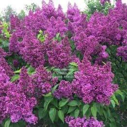 Бузок Реомюр (Syringa vulgaris Reomjur) ФОТО Розплідник рослин Природа (Priroda) (11)