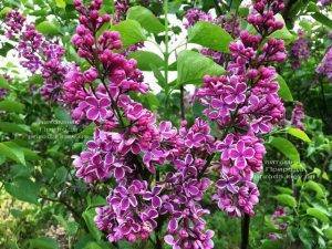 Сирень Сенсация (Syringa vulgaris Sensation) ФОТО Питомник растений Природа (Priroda) (6)