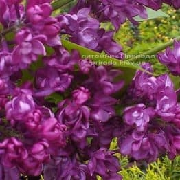 Бузок Шарль Жолі (Syringa vulgaris Charles Joly) ФОТО Розплідник рослин Природа (Priroda) (5)