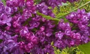 Сирень Шарль Жоли (Syringa vulgaris Charles Joly) ФОТО Питомник растений Природа (Priroda) (5)