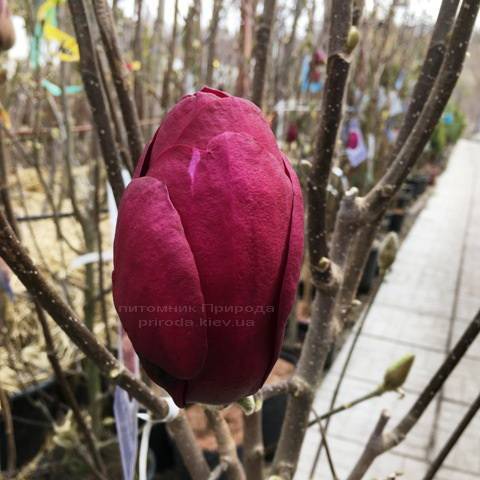 Магнолія Блек Тюліп (Magnolia Black Tulip) ФОТО Розплідник рослин Природа (Priroda) (1)