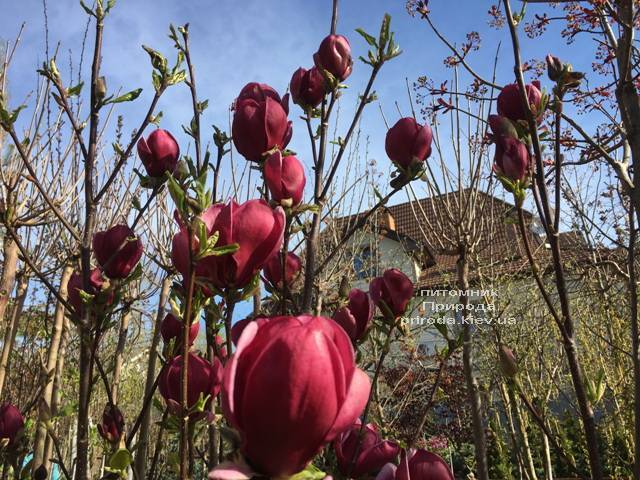 Магнолія Блек Тюліп (Magnolia Black Tulip) ФОТО Розплідник рослин Природа (Priroda) (11)