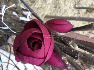 Магнолия Блэк Тюлип (Magnolia Black Tulip) ФОТО Питомник растений Природа (Priroda) (13)