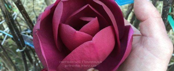 Магнолия Блэк Тюлип (Magnolia Black Tulip) ФОТО Питомник растений Природа (Priroda) (14)