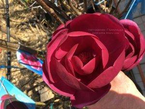 Магнолия Блэк Тюлип (Magnolia Black Tulip) ФОТО Питомник растений Природа (Priroda) (15)