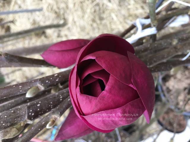 Магнолія Блек Тюліп (Magnolia Black Tulip) ФОТО Розплідник рослин Природа (Priroda) (3)