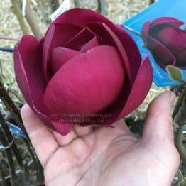 Магнолия Блэк Тюлип (Magnolia Black Tulip) ФОТО Питомник растений Природа (Priroda) (4)