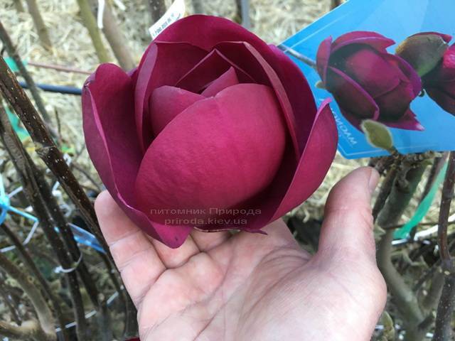Магнолія Блек Тюліп (Magnolia Black Tulip) ФОТО Розплідник рослин Природа (Priroda) (4)