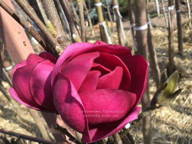 Магнолія Блек Тюліп (Magnolia Black Tulip) ФОТО Розплідник рослин Природа (Priroda) (5)