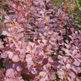 Барбарис Тунберга Атропурпуреа (Berberis thunbergii Atropurpurea) ФОТО Розплідник рослин Природа (Priroda) (3)