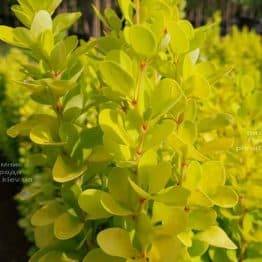 Барбарис Тунберга Голден Рокет (Berberis thunbergii Golden Rocket) ФОТО Питомник растений Природа (Priroda) (2)