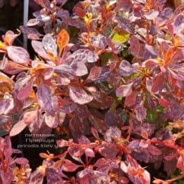 Барбарис Тунберга Інспірейшн (Berberis thunbergii Inspiration) ФОТО Розплідник рослин Природа (Priroda) (4)