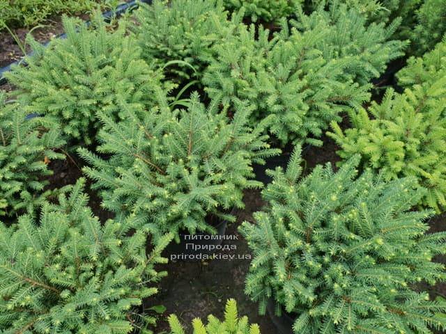 Ель обыкновенная Нидиформис (Picea abies Nidiformis) ФОТО Питомник растений Природа (Priroda) (1)