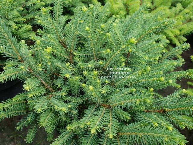 Ялина звичайна Нідіформіс (Picea abies Nidiformis) ФОТО Розплідник рослин Природа (Priroda) (2)