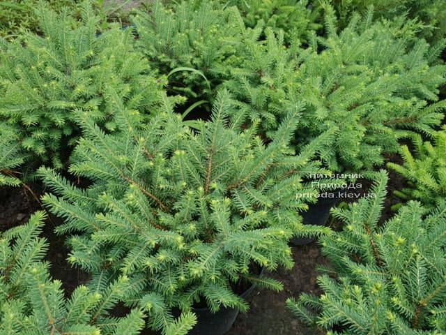 Ялина звичайна Нідіформіс (Picea abies Nidiformis) ФОТО Розплідник рослин Природа (Priroda) (3)