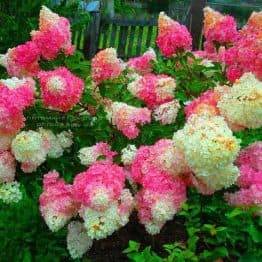 Гортензия метельчатая Ванилла Фрейз (Hydrangea paniculata Vanille Fraise) ФОТО (1)