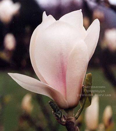 Магнолия Суланжа Амабилис (Magnolia soulangeana Amabilis) ФОТО Питомник растений Природа (Priroda) (1)