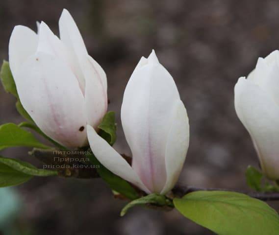 Магнолия Суланжа Амабилис (Magnolia soulangeana Amabilis) ФОТО Питомник растений Природа (Priroda) (2)
