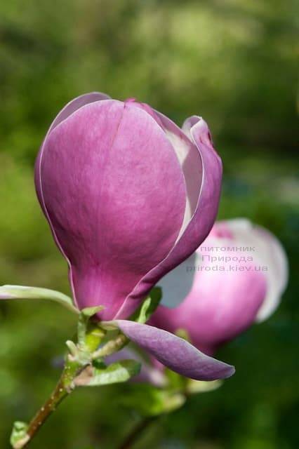 Магнолия Суланжа Ленней (Magnolia soulangeana Lennei) (1)