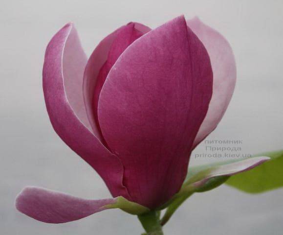 Магнолия Суланжа Ленней (Magnolia soulangeana Lennei) (2)