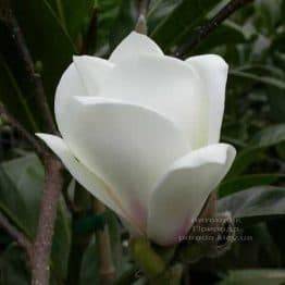 Магнолия Суланжа Ленней Альба (Magnolia soulangeana Lennei Alba) (1)