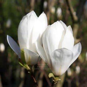 Магнолия Суланжа Ленней Альба (Magnolia soulangeana Lennei Alba) (2)