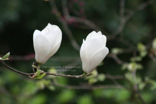 Магнолия Суланжа Ленней Альба (Magnolia soulangeana Lennei Alba) (3)
