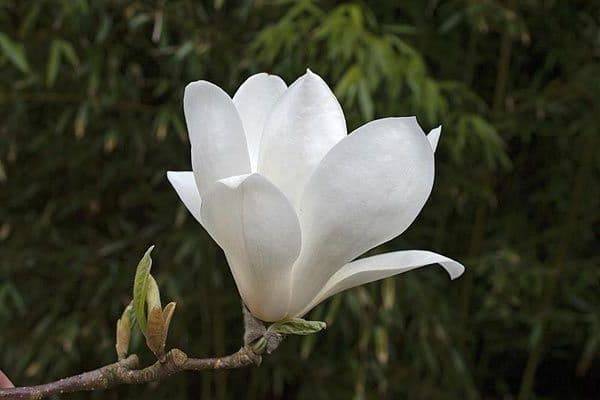 Магнолия Суланжа Ленней Альба (Magnolia soulangeana Lennei Alba) (4)