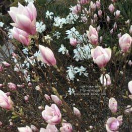 Магнолія Суланжа Суперба (Magnolia soulangeana Superba) ФОТО Розплідник рослин Природа (Priroda) (1)