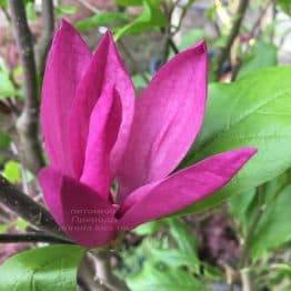 Магнолия Сюзан (Magnolia Susan) ФОТО Питомник растений Природа (Priroda) (6)