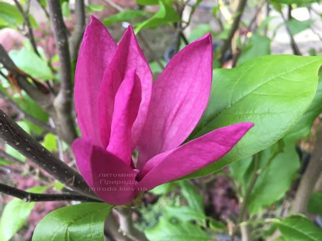 Магнолия Сюзан (Magnolia Susan) ФОТО Питомник растений Природа (Priroda) (6)