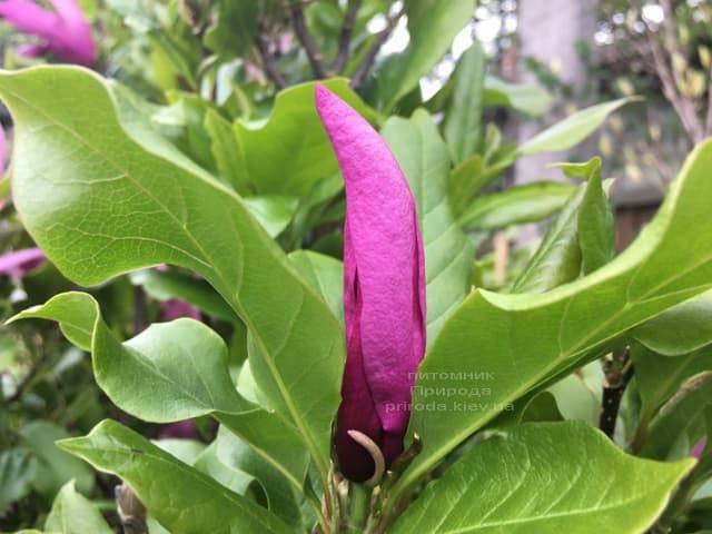 Магнолия Сюзан (Magnolia Susan) ФОТО Питомник растений Природа (Priroda) (8)