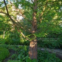 Метасеквойя китайская (Metasequoia glyptostroboides) ФОТО Питомник растений Природа Priroda (1)