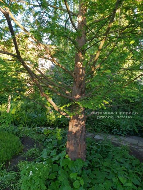 Метасеквойя китайская (Metasequoia glyptostroboides) ФОТО Питомник растений Природа Priroda (1)