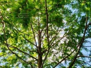 Метасеквойя китайская (Metasequoia glyptostroboides) ФОТО Питомник растений Природа Priroda (12)