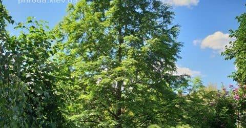 Метасеквойя китайская (Metasequoia glyptostroboides) ФОТО Питомник растений Природа Priroda (2)