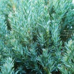 Можжевельник горизонтальный Блю Форест (Juniper horizontalis Blue Forest) ФОТО Питомник растений Природа (Priroda) (3)