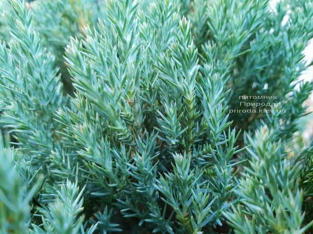 Можжевельник горизонтальный Блю Форест (Juniper horizontalis Blue Forest) ФОТО Питомник растений Природа (Priroda) (3)