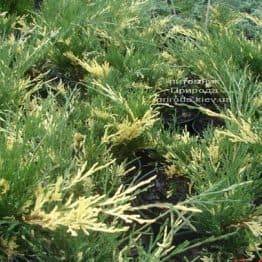 Можжевельник казацкий Вариегата (Juniperus sabina Variegata) ФОТО Питомник растений Природа (Priroda) (2)
