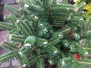 Пихта корейская Альпин Стар (Abies koreana Alpin Star) ФОТО Питомник растений Природа (Priroda) (5)