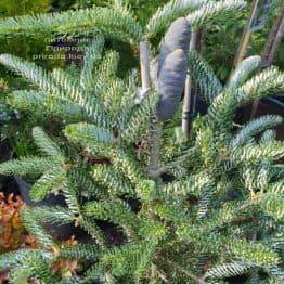 Пихта корейская Сильвер Стар (Abies koreana Silver Star) ФОТО Питомник растений Природа (Priroda) (1)