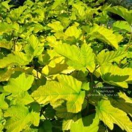 Пузыреплодник калинолистный Лютеус (Physocarpus opulifolius Luteus) ФОТО Питомник растений Природа (Priroda) (2)