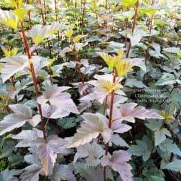 Міхуроплідник калінолістний Саммер Вайн (Physocarpus opulifolius Summer Wine) ФОТО Розплідник рослин Природа (Priroda) (1)