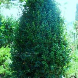 Самшит вечнозелёный Конус (Buxus sempervirens Konus) ФОТО Питомник растений Природа (Priroda) (2)