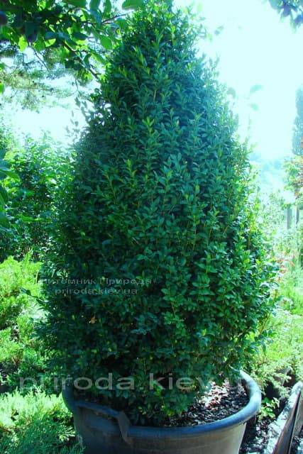 Самшит вічнозелений Конус (Buxus sempervirens Konus) ФОТО Розплідник рослин Природа (Priroda) (2)