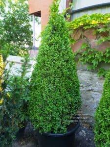Самшит вечнозелёный Конус (Buxus sempervirens Konus) ФОТО Питомник растений Природа (Priroda) (4)