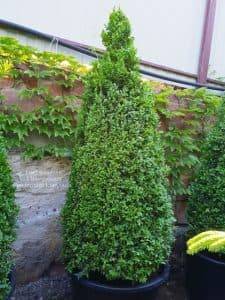 Самшит вечнозелёный Конус (Buxus sempervirens Konus) ФОТО Питомник растений Природа (Priroda) (5)