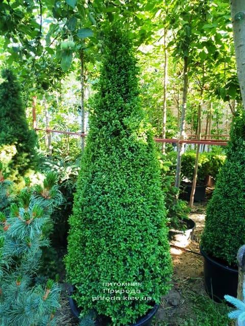 Самшит вечнозелёный Конус (Buxus sempervirens Konus) ФОТО Питомник растений Природа (Priroda) (6)